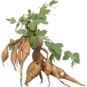 Kudzu Root Extract Powder.jpg